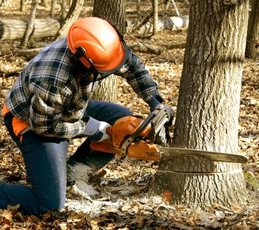 Tree Removal in Mount Auburn, IA